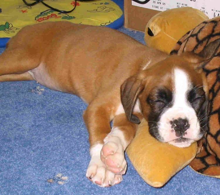 Snooze