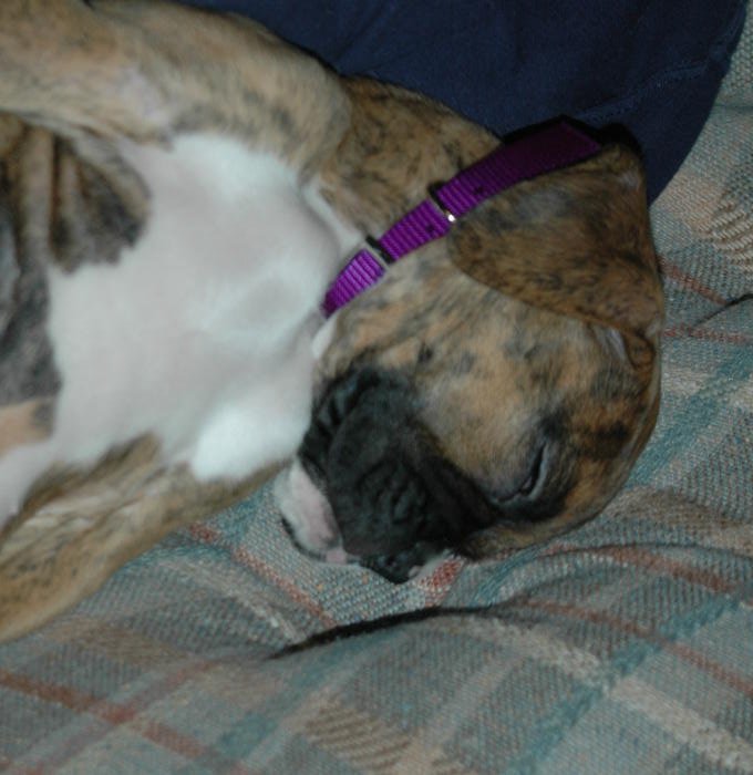snoozie