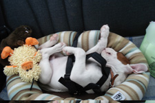 Snoozin' in the car seat...