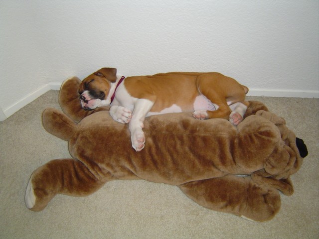 Snoozin'