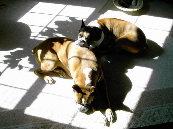 snoozing in the sun