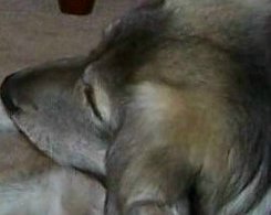 SNOOZING