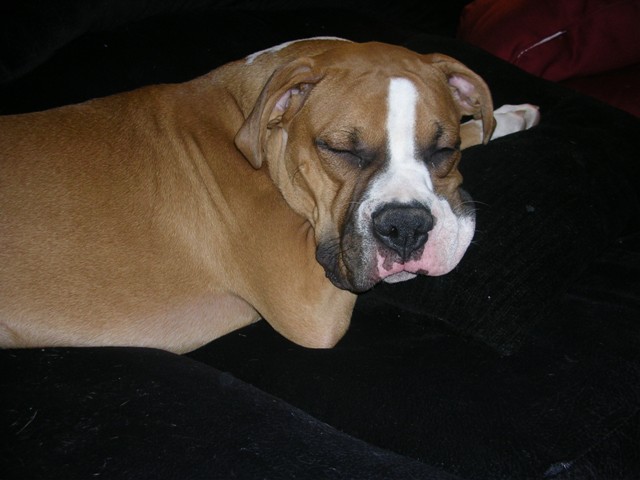 snore!