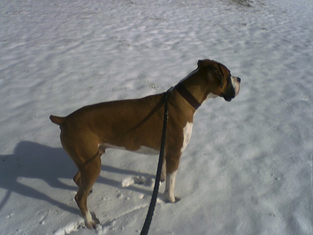 Snow 1-19-2005 #1