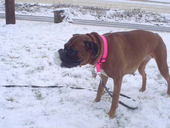 snow again