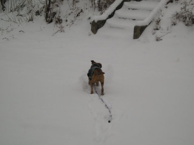 snow baby