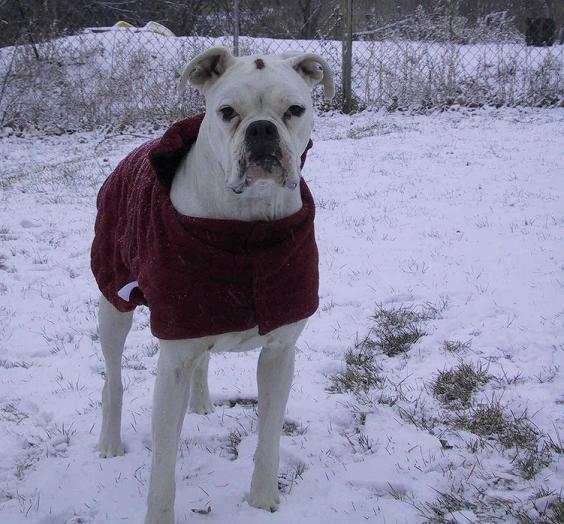 Snow Boxer!!