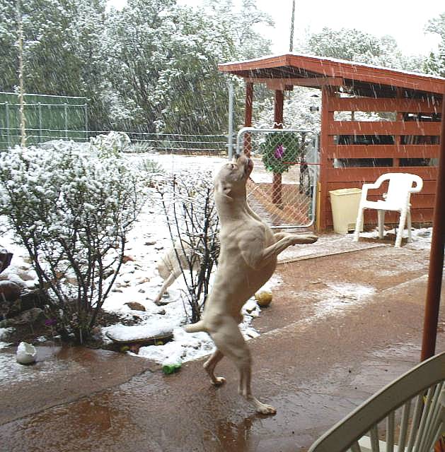 Snow Catchin' TaTanka in Sedona, Az.