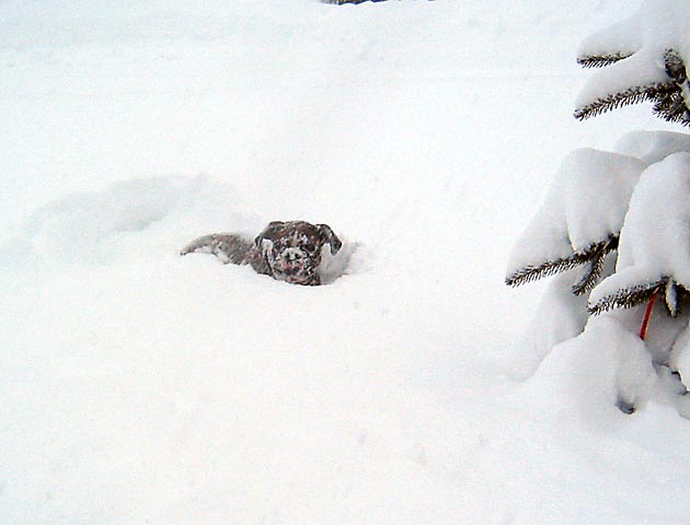 Snow Day!