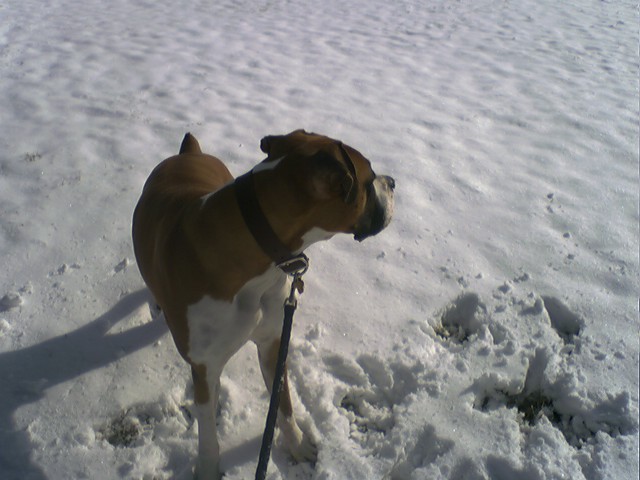 Snow Day