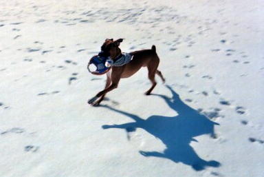snow dog