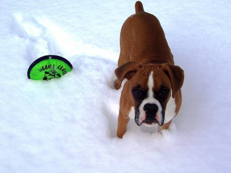 Snow Fun