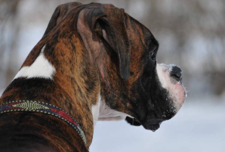 Snow Lips
