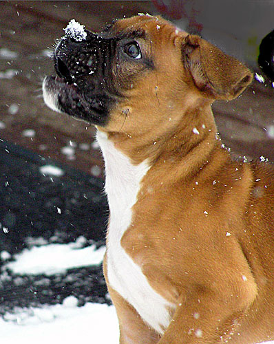 Snow nose