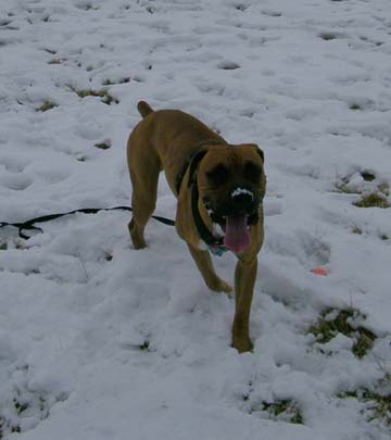 Snow Nose...