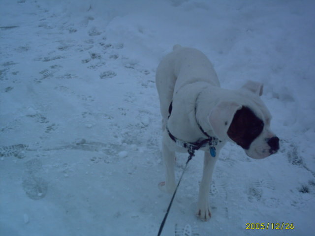Snow pictures