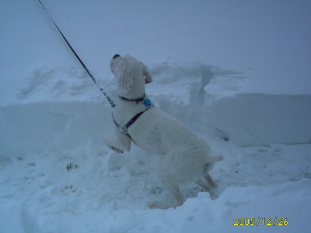 Snow pictures
