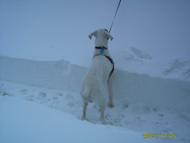 Snow pictures