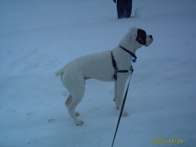 Snow pictures