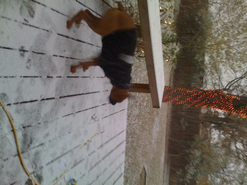 Snow puppy