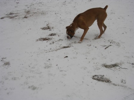 snow quest
