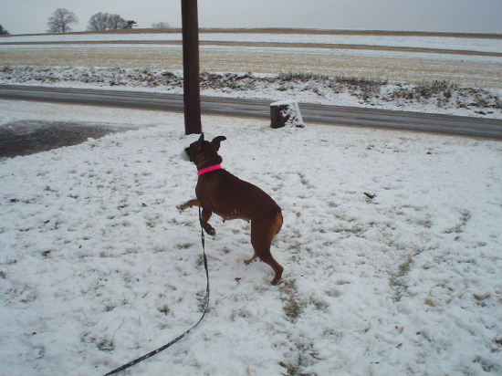 snow