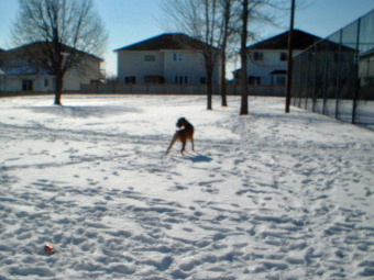 snow1