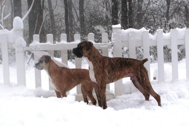 snow14