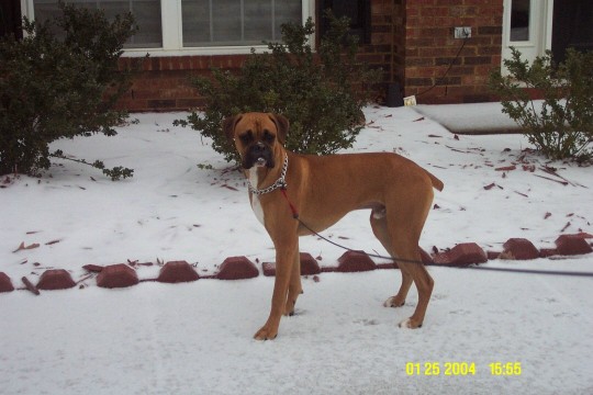 snow7