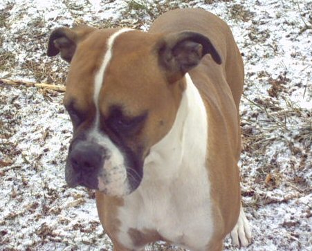 Snowdog
