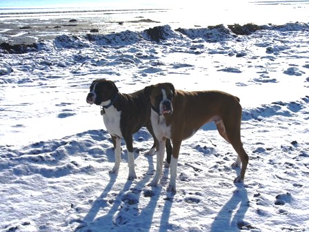 Snowy Beach