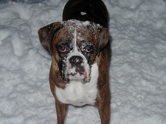 Snowy Boy!