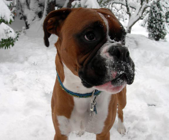 Snowy Face