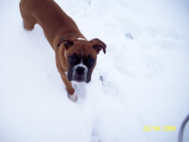 snowy_buster