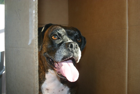 Snubby - in - the - box