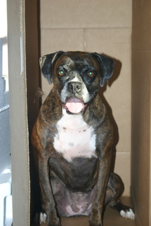 Snubby - in - the - box