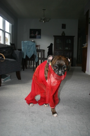 Snubby the Arabian Queen