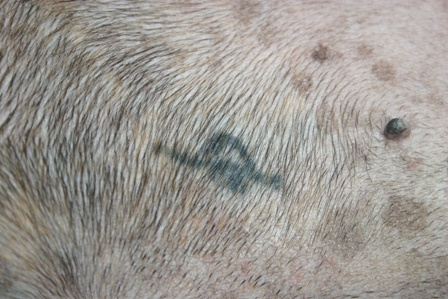Snubby's Tattoo