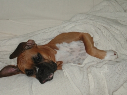 Snug as a bug in a rug
