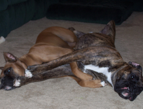 Snuggle Boys
