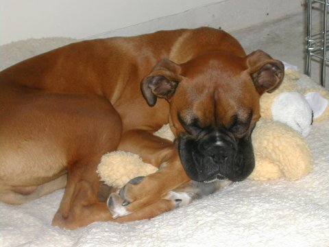 Snuggle bug