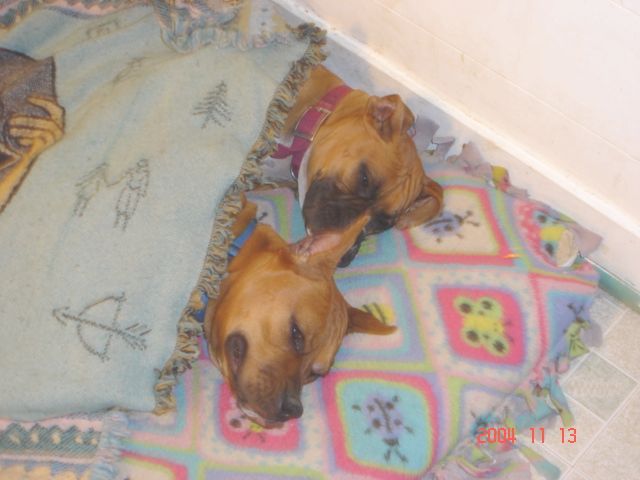 Snuggle Bugs