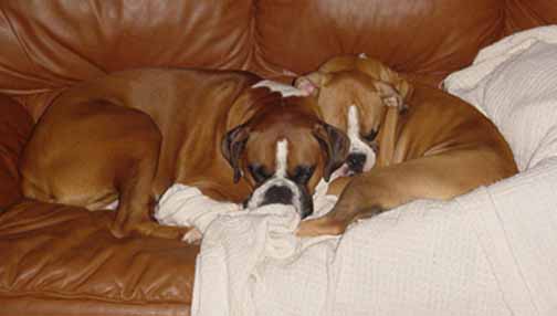 Snuggle Bugs