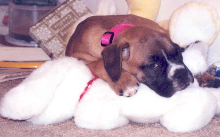 snuggle bunnies