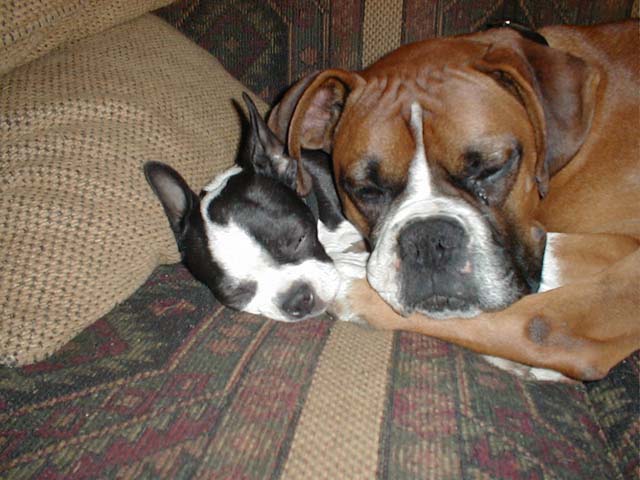 Snuggle pals