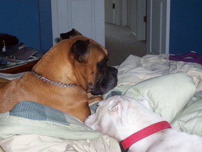 Snuggle puppies