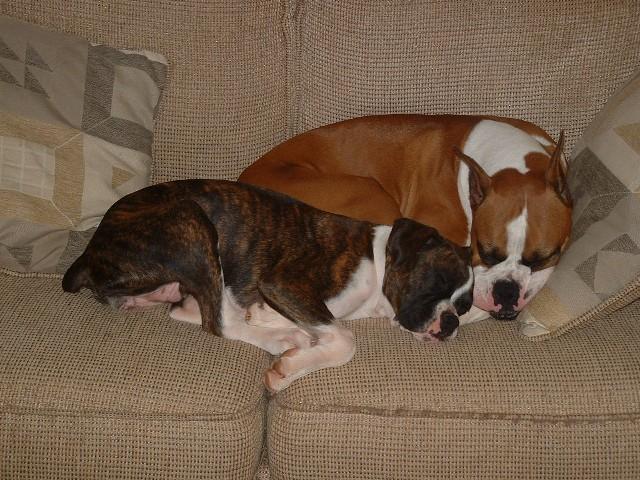 Snuggle puppies