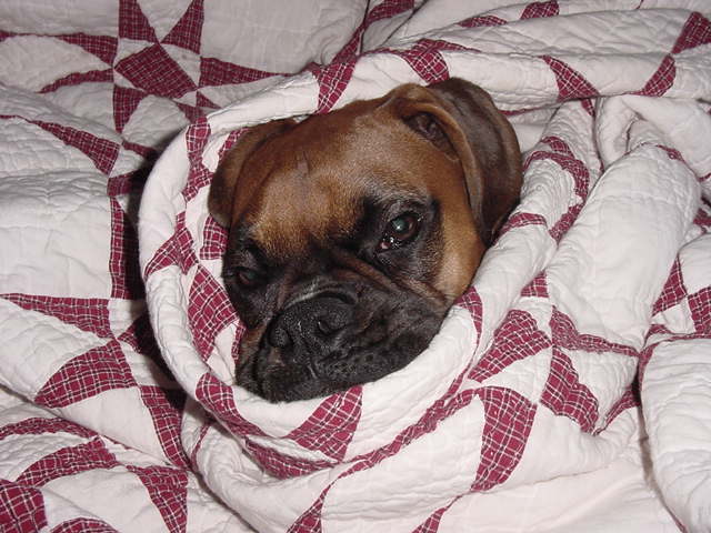 Snuggle Puppy!!