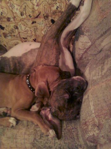 snugglebugs