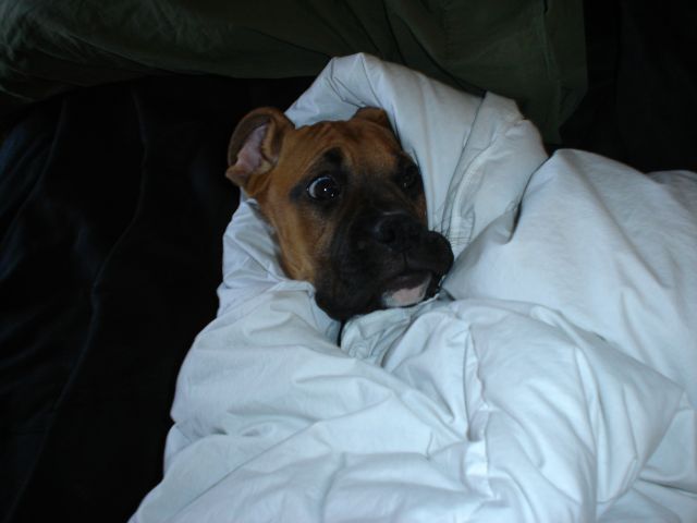 snugglepup
